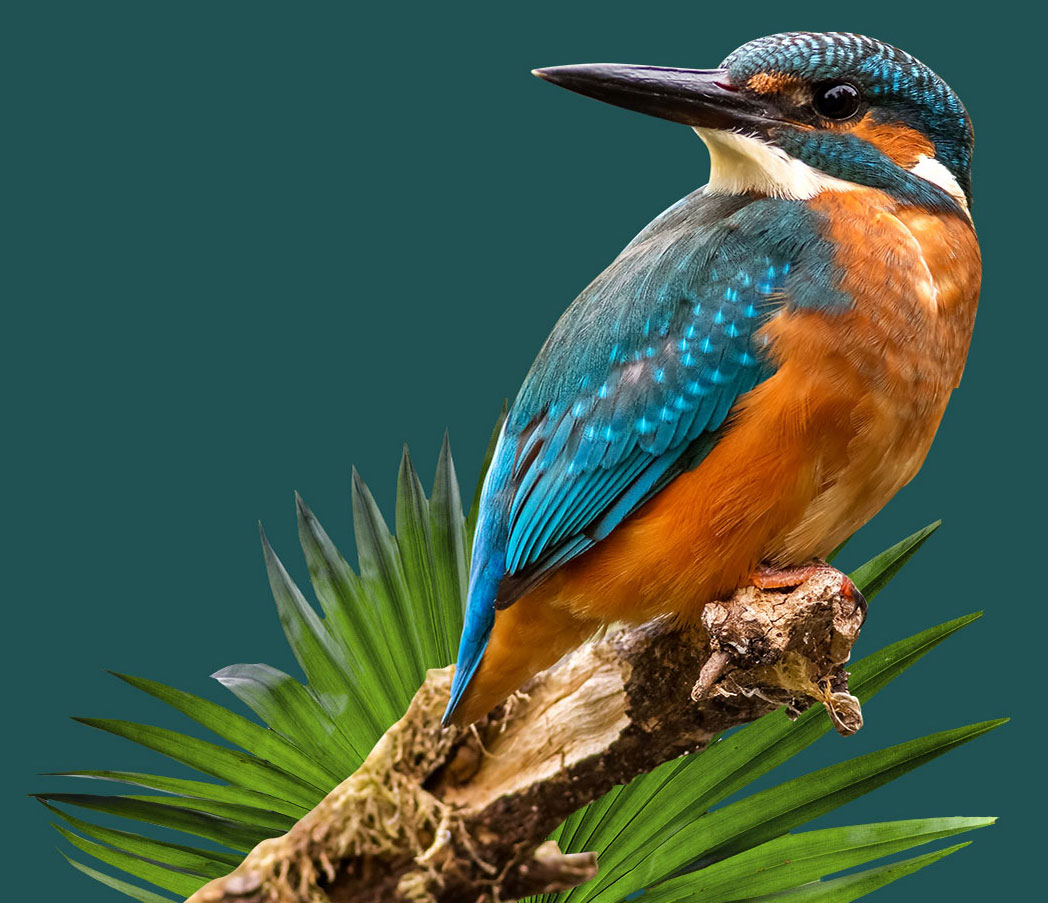 graphic-design-scriptfeeds